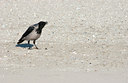 BUITEN BEELD Foto: 118486