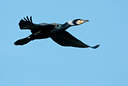 BUITEN BEELD Foto: 118653