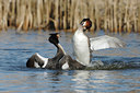 BUITEN BEELD Foto: 118678