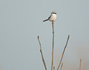 BUITEN BEELD Foto: 118681