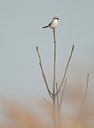 BUITEN BEELD Foto: 118682