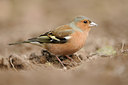 BUITEN BEELD Foto: 118722