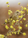 BUITEN BEELD Foto: 118729