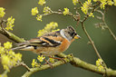 BUITEN BEELD Foto: 118734