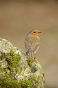 BUITEN BEELD Foto: 118755