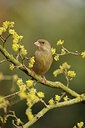 BUITEN BEELD Foto: 118760