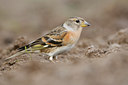 BUITEN BEELD Foto: 118768