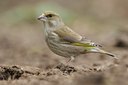 BUITEN BEELD Foto: 118771