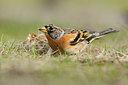 BUITEN BEELD Foto: 118797