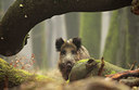 BUITEN BEELD Foto: 118891