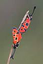 BUITEN BEELD Foto: 118921