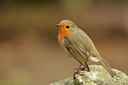 BUITEN BEELD Foto: 118971