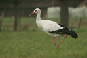 BUITEN BEELD Foto: 11113