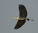 BUITEN BEELD Foto: 11161
