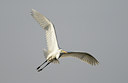 BUITEN BEELD Foto: 11237