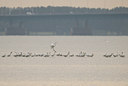 BUITEN BEELD Foto: 11308