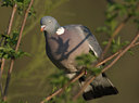 BUITEN BEELD Foto: 11329
