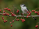 BUITEN BEELD Foto: 11464