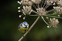 BUITEN BEELD Foto: 11467