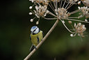 BUITEN BEELD Foto: 11468