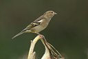 BUITEN BEELD Foto: 11530