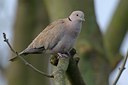 BUITEN BEELD Foto: 11566