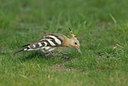 BUITEN BEELD Foto: 11584