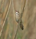 BUITEN BEELD Foto: 11734