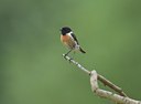 BUITEN BEELD Foto: 11760