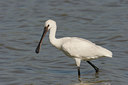 BUITEN BEELD Foto: 11780