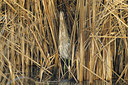 BUITEN BEELD Foto: 11856