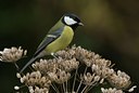 BUITEN BEELD Foto: 11869
