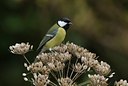 BUITEN BEELD Foto: 11870