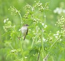 BUITEN BEELD Foto: 11883