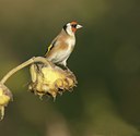 BUITEN BEELD Foto: 11887