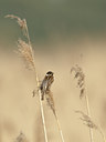 BUITEN BEELD Foto: 11918