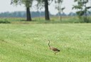 BUITEN BEELD Foto: 11937