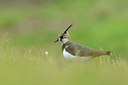 BUITEN BEELD Foto: 119076