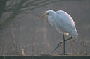 BUITEN BEELD Foto: 119097