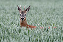 BUITEN BEELD Foto: 119116