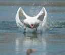 BUITEN BEELD Foto: 119120