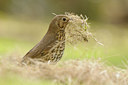 BUITEN BEELD Foto: 119140