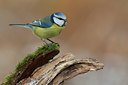 BUITEN BEELD Foto: 119173