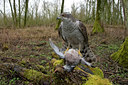 BUITEN BEELD Foto: 119178