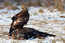 BUITEN BEELD Foto: 119213