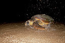 BUITEN BEELD Foto: 119233