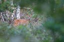 BUITEN BEELD Foto: 119255