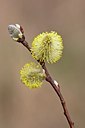 BUITEN BEELD Foto: 119261