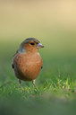 BUITEN BEELD Foto: 119286