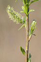 BUITEN BEELD Foto: 119289